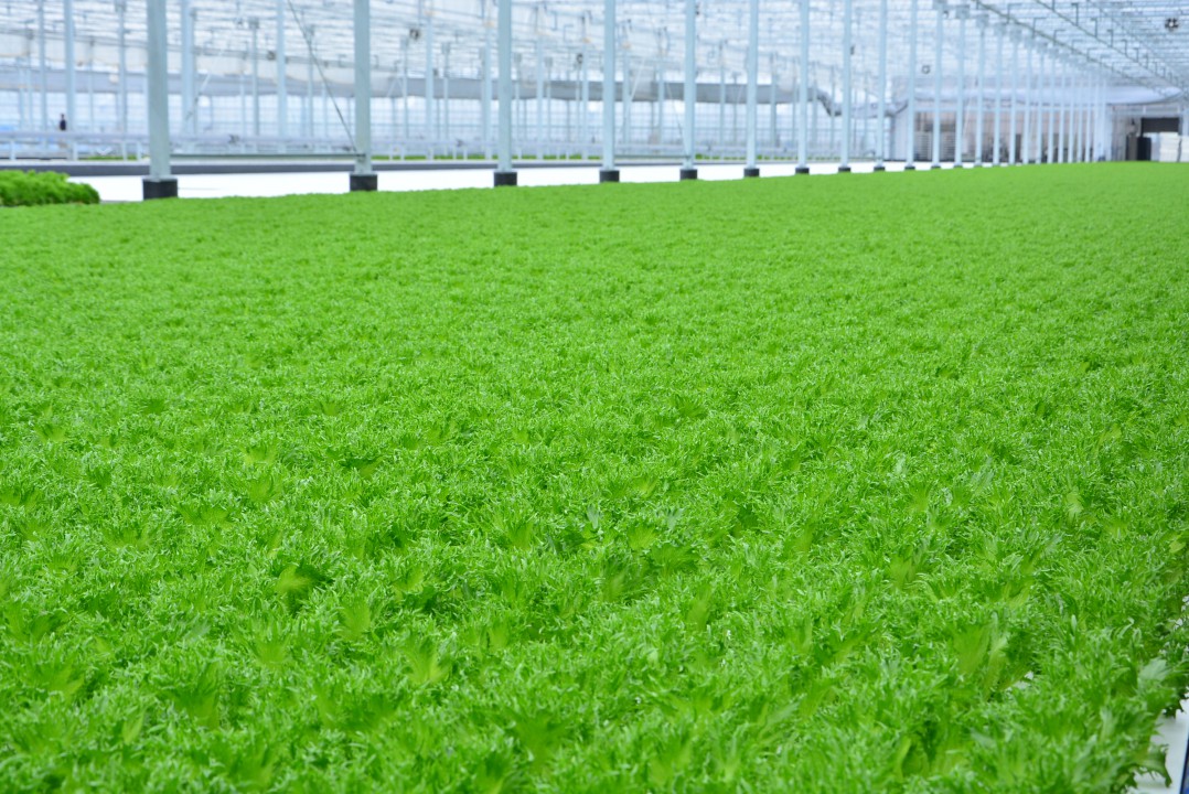 gà đá trực tiếp