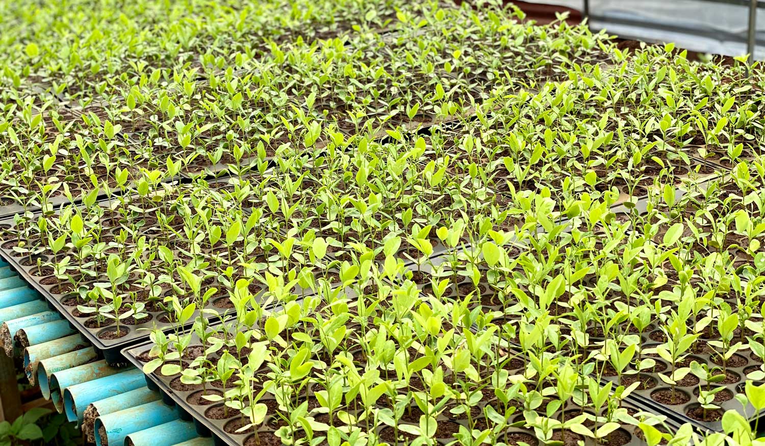 trực tiếp đá gà