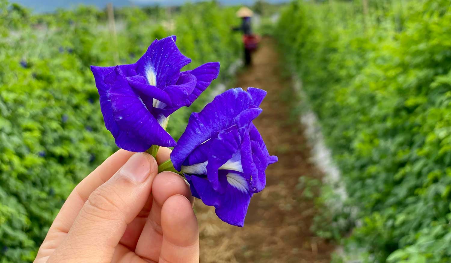 trực tiếp đá gà