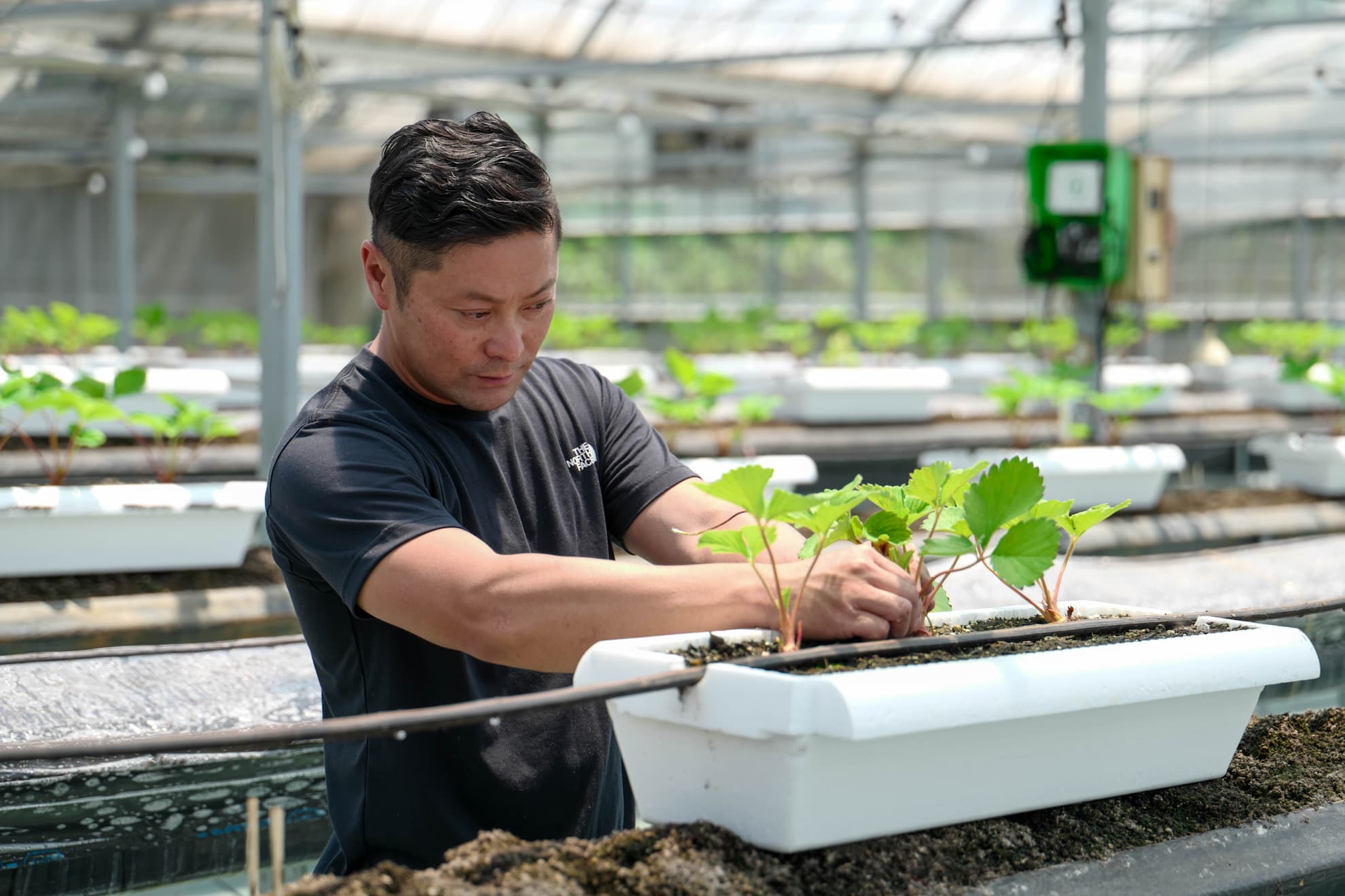 Giảm nỗ lực làm việc đá gà 88 khả năng làm việc